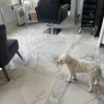 The Peterborough Tiling Company - Puppy's approval of new salon floor!